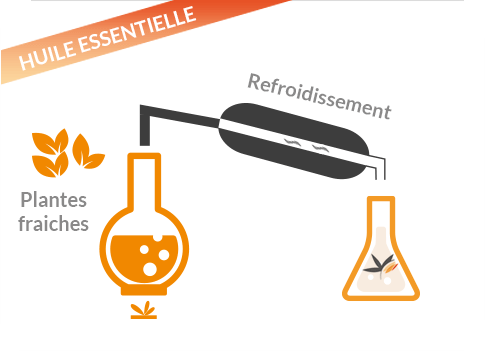 Extraction des composants actifs naturels par distillation