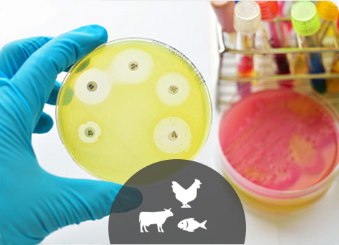 Résistance aux antibiotiques: un problème majeur de la santé animale