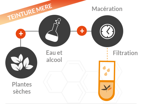 Extraction des composants actifs naturels par macération